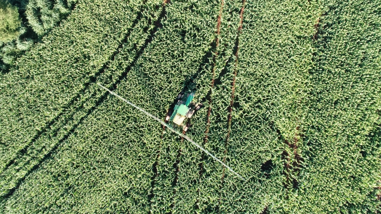 Trator pulverizando a lavoura de milho